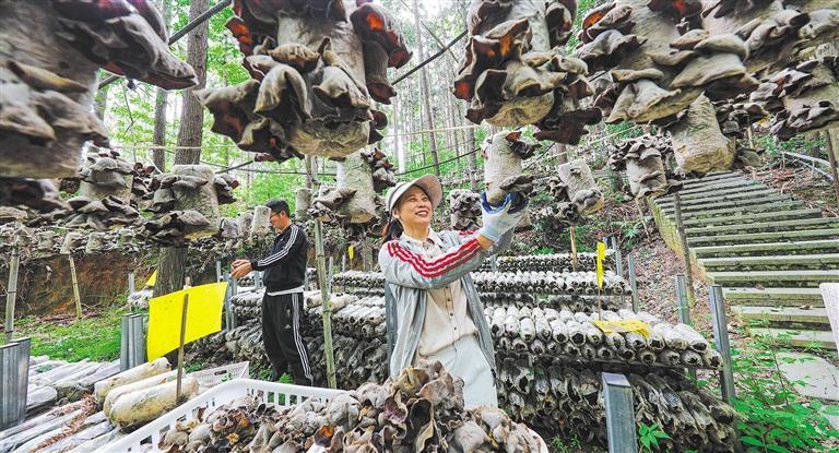 量发展产业调研】林下生金不朽情缘游戏网站【高质(图2)